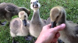 Baby Canadian Geese [upl. by Acimehs]