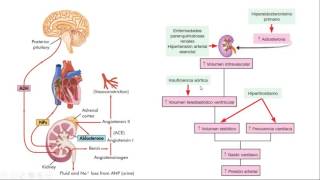 Fisiopatología  Sistema cardiovascular [upl. by Funch]