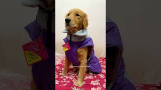 PeaNuts New Jacket dog goldenretriever funnydogs doglovers petcomedy [upl. by Ilan597]