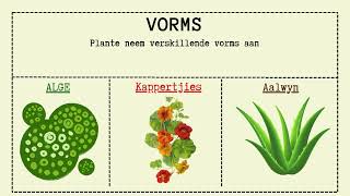 Natuurwetenskap Graad 4  Struktuur Plante en Diere [upl. by Rehpotsyrk630]