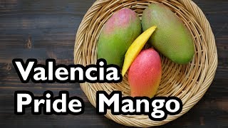 Truly Tropical Mango Varieties ‘Valencia Pride’ [upl. by Ferullo]