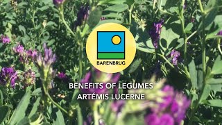 Benefits of Legumes Lucerne [upl. by Khalsa]