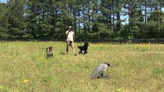 Louter Creek Hunting Poodles quotClaptonquot [upl. by Kory151]