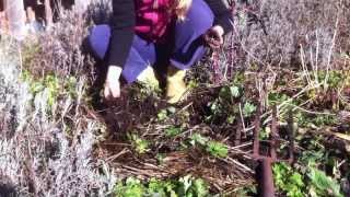 Chinese Artichoke Harvest [upl. by Ayat]