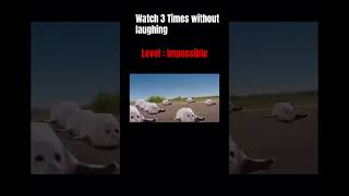 Try not to laught Impossible Bouncing Seals [upl. by Eniluqcaj753]