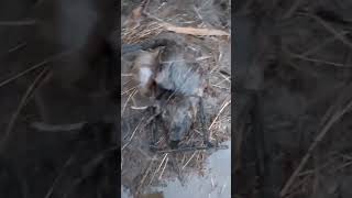 Two muskrats one spot viralshort trapping muskrat trapper trapperj [upl. by Stanford]