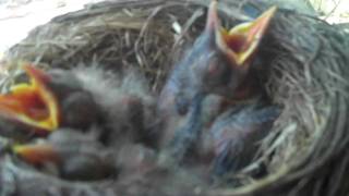 Baby Backyard Robins    birds in the nest and grown up out of the nest [upl. by Lawan]