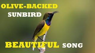 OLIVEBACKED SUNBIRD IN BEAUTIFUL SONG CEBU PHILIPPINES [upl. by Mima]