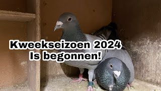 Kweekseizoen 2024 is Begonnen  Duiven gekoppeld  Postduiven [upl. by Nellahs]