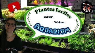 PLANTES FACILE POUR AQUARIUM [upl. by Etka]