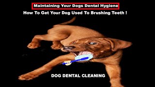 Dog Dental Cleaning  How To Get Dog Used To Brushing Teeth [upl. by Airym]