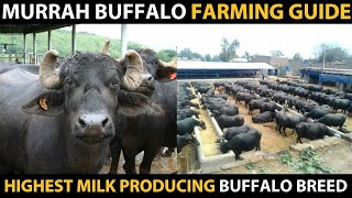 MURRAH BUFFALO  Highest Milk Producing Buffalo Breed  Informations about Murrah Buffalo Farming [upl. by Dusen]