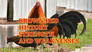 Brown Red history and characteristics [upl. by Nicolau952]