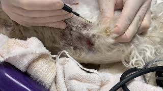 Cyst removal on dog [upl. by Cassella]