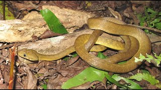 New Study on Invasive Brown Treesnakes in Guam [upl. by Anirbak]