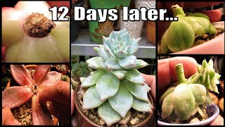 Succulents Beheading UPDATE 12 Days Later  Echeveria Romeo Taurus Nicksana and Sedeveria Rolly [upl. by Letnwahs]