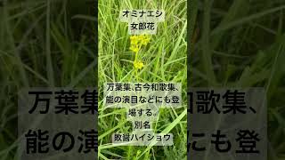 オミナエシ女郎花 植物 花言葉 秋の七草 生薬 手に取れば袖さへにほふ Patriniascabiosifolia [upl. by Saihttam]