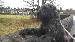 Bouvier Des Flandres Alert Allways [upl. by Cordula]