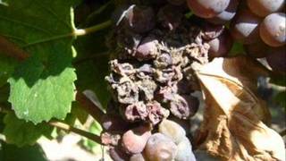 Botrytis en Vidwmv [upl. by Bohun]