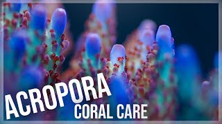 Fundamentals of Acropora Coral Care  SPS [upl. by Yacov843]