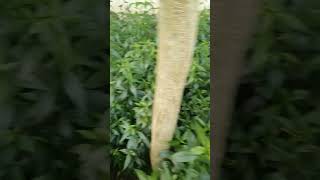 Green ChirettaA medicinal plant কালমেঘ গাছের সমাহার healthy nature [upl. by Neerihs294]