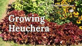 Growing Heuchera [upl. by Aridni]