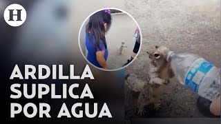 Ardilla sedienta pide agua a una familia y bebe de la botella video viral de TikTok [upl. by Olocin]