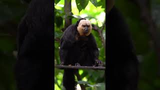 Whitefaced saki monkey Singapore Zoo shorts [upl. by Aicatan638]