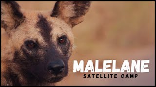 The Peaceful Malelane Satellite Camp  Kruger National Park [upl. by Aiveneg284]