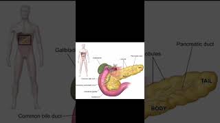 Pancreas Anatomy Structure shorts motivation neet biology anatomy humanbody [upl. by Jeannine945]