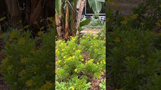 🌱 Plant Spotlight Bush Daisy  More Info in Description gardening floweringshrubs youtubeshorts [upl. by Eelamme]