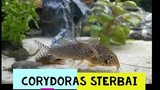 30 Corydoras sterbai i brevirostris cw27 czyli moje kiryski [upl. by Laural]