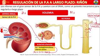 SISTEMA RENINAANGIOTENSINAALDOSTERONA  SOCEMI [upl. by Yellehs]