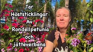 Höststicklingar av Rondellpetunia och jätteverbena [upl. by Htehpaj464]