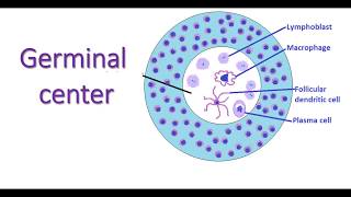 Germinal center of secondary lymphatic nodule lymphocytes lymphnodes immunology macrophages [upl. by Annairba]