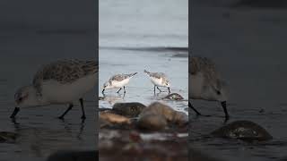 Cute Sanderlings wader birds wildlife wildlifebirding birds seaside seasidebirds [upl. by Fidelia]