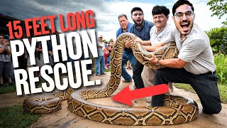 Saving 4 Python Snakes इसने ऐसा जकड़ा छुड़ाना मुश्किल हो गया😱 [upl. by Boyes]