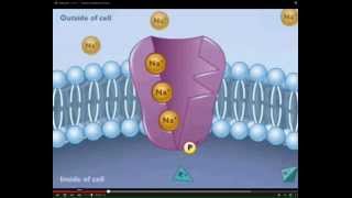 LECTURE Introduction to Resting Membrane Potential and Active Processes of the Cell [upl. by Sofie]