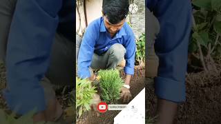 mor Pankh ka plant reels  RahulMalivlogs [upl. by Toblat]