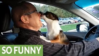 Puppy realizes hes at dog park goes absolutely bonkers [upl. by Jacky]