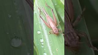 A cricket jumps on a leaf [upl. by Grubb]