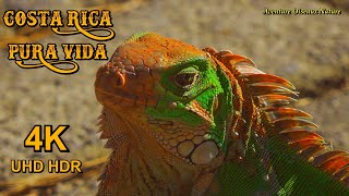 Les Plus Belle Iguane du Monde au Costa Rica Lézard Cri et Chants dOiseaux  4K UHD [upl. by Granny943]