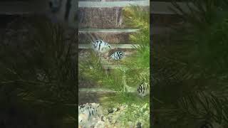 Мальки Сапфирового попугайчика aquarium fish fishtank aquascape aquariumfish cichlid [upl. by Yllop848]