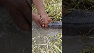 Top fishing video catch fish under straw by hand skills shots topfishing [upl. by Harmonie144]