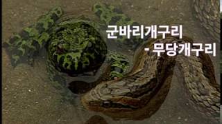 독개구리무당개구리 poison frog Korean firebellied toad 뱀을 완전무시하는 무당개구리 일명 군바리개구리 [upl. by Ttelracs978]