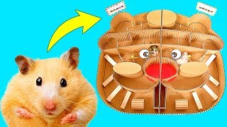 Hamsters Race In The Hamster Maze  Who Will Win [upl. by Colpin]