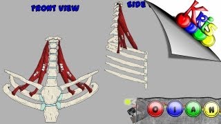 The Scalenes → Origins Insertion Action and Innervation video  By Kinesiology Kris [upl. by Cirdek]