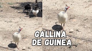 ¿Cómo es la Gallina de Guinea Curiosidades de las gallinas [upl. by Ace]