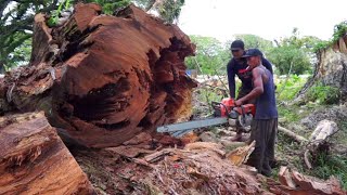 blown down by the wind very old big trembesi wood cutting [upl. by Ynabe]