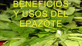 BENEFICIOS Y USOS DE EL EPAZOTE [upl. by Attekal571]